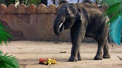 Elefant, Tiger & Co.: Prachtexemplare (358)