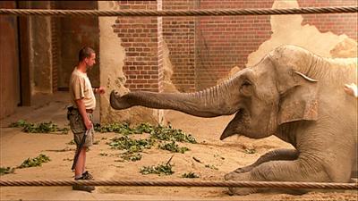 Elefant, Tiger & Co.: Ablenkungsmanöver (420)