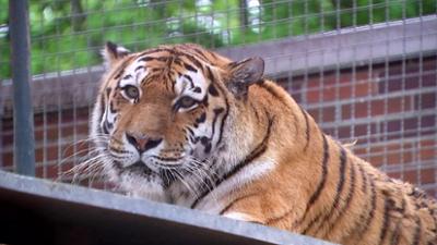 Elefant, Tiger & Co.: Stechen bis der Arzt kommt (245)