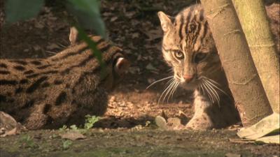 Elefant, Tiger & Co.: Katze gefischt! (633)