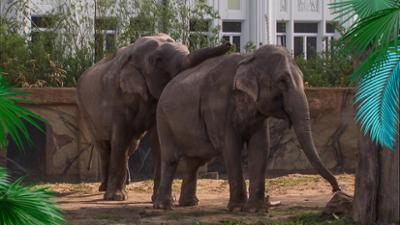 Elefant, Tiger & Co.: Süße Geheimnisse (463)