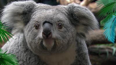 Elefant, Tiger & Co.: Elegant das Handtuch werfen (1153)