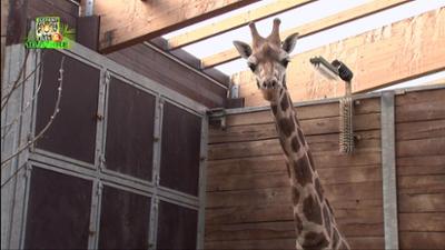 Elefant, Tiger & Co.: Vorwärts immer, rückwärts nimmer (517)