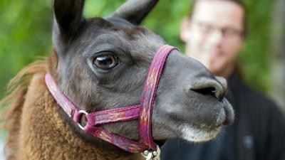 Elefant, Tiger & Co.: Ein Hauch von Hollywood (297)