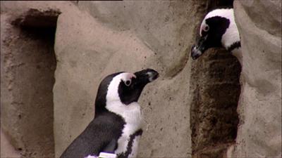 Elefant, Tiger & Co.: Reine Nervensache! (142)