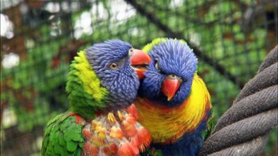 Elefant, Tiger & Co.: Liebe mit Handicap (565)