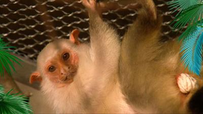 Elefant, Tiger & Co.: Reine Männersache (359)