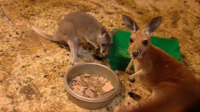 Elefant, Tiger & Co.: Zusammen ist man weniger allein (279)