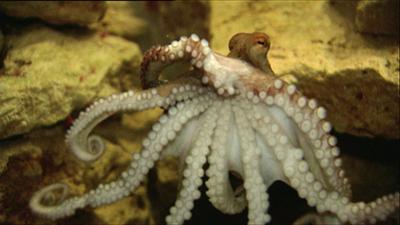 Elefant, Tiger & Co.: Der kleine Portugiese (518)