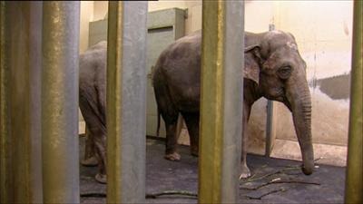 Elefant, Tiger & Co.: Wenn Mütter zu sehr lieben (298)