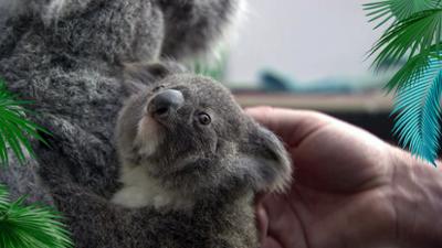 Elefant, Tiger & Co.: Eine Handvoll Koala (1161)