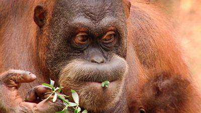 Elefant, Tiger & Co.: Auf in den Kampf (319)