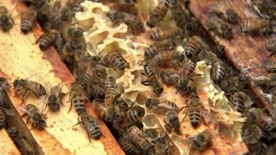 Elefant, Tiger & Co.: Der Summzug (938)