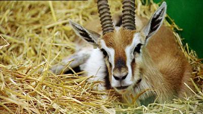 Elefant, Tiger & Co.: Vergipst und zugenäht! (162)