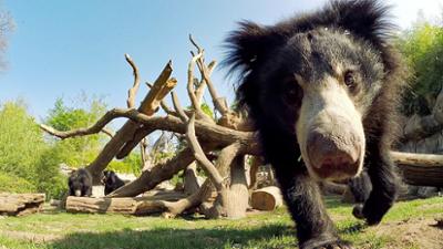 Elefant, Tiger & Co.: Budenzaubär (566)