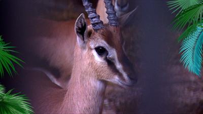 Elefant, Tiger & Co.: Wilder Partnertausch (360)