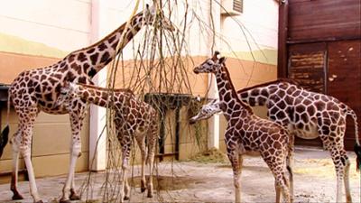 Elefant, Tiger & Co.: Denn erstens kommt es anders... (400)
