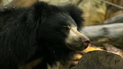 Elefant, Tiger & Co.: Rache ist süß (238)