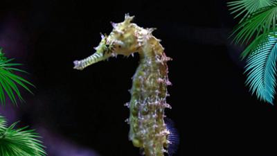 Elefant, Tiger & Co.: Probe aufs Exempel (1200)