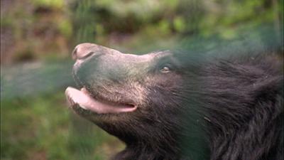 Elefant, Tiger & Co.: Stürmische Zeiten! (533)