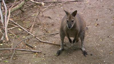 Elefant, Tiger & Co.: Das Känguru ist los! (320)