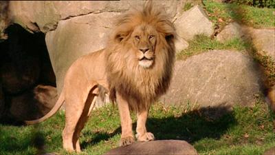 Elefant, Tiger & Co.: Nah dran (340)