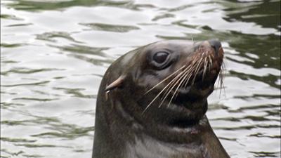 Elefant, Tiger & Co.: Bis gleich beim Scheich! (567)