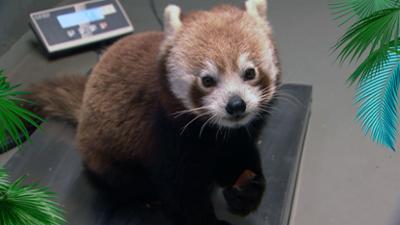 Elefant, Tiger & Co.: Der Frühling ruft ... ! (1174)