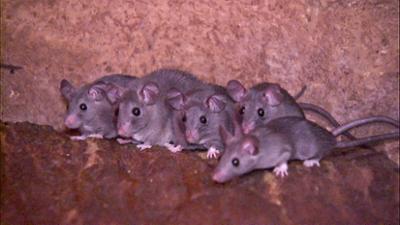 Elefant, Tiger & Co.: In der Höhle des Löwen (600)