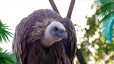 Elefant, Tiger & Co.: Folge 21: Die Wildnis ruft! (S02/E09) Elefant, Tiger & Co.: Folge 21: Die Wildnis ruft! (S02/E09)