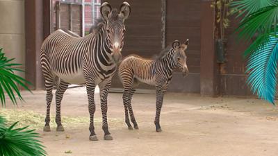 Elefant, Tiger & Co.: Zwei Neue in Afrika (1053)