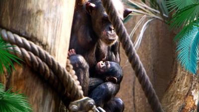 Elefant, Tiger & Co.: Wachwechsel im Nashornstall (456)