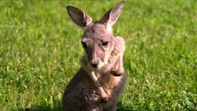 Elefant, Tiger & Co.: Der kastrierte Eros (259)