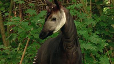 Elefant, Tiger & Co.: Zeit der Zärtlichkeit (281)