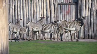 Elefant, Tiger & Co.: Der neue Herr im Haus (877)