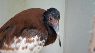 Elefant, Tiger & Co.: Einzelfallhilfe (494)