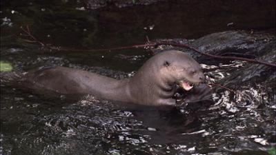 Elefant, Tiger & Co.: Ungeahnte Herausforderungen! (534)