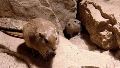 Elefant, Tiger & Co.: Mehrweg - Träume (321)