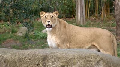 Elefant, Tiger & Co.: Die Geisha (550)