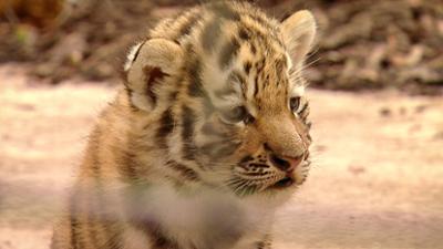 Elefant, Tiger & Co.: Kinder, Kinder! (219)