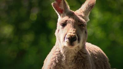 Elefant, Tiger & Co.: Kein Sommer ohne Gras! (260)