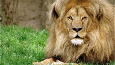 Elefant, Tiger & Co.: Schöne Aussichten (549)