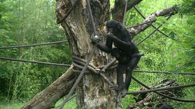 Elefant, Tiger & Co.: Verfluchter Gruppenzwang (248)