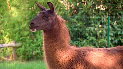 Elefant, Tiger & Co.: Von wegen Fiderallala... (220)