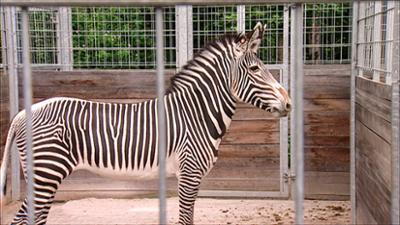 Elefant, Tiger & Co.: Unheil am Königshof (261)