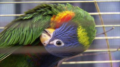 Elefant, Tiger & Co.: Alles im Grünen ... ?!