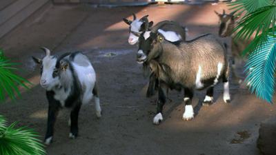 Elefant, Tiger & Co.: Kein Freudenfest (1157)