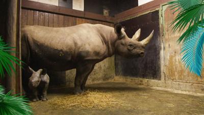 Elefant, Tiger & Co.: Die Mutprobe (536)