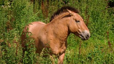 Elefant, Tiger & Co.: Die Retourkutsche (323)