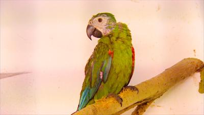 Elefant, Tiger & Co.: Ein Star mit Schönheitsfehlern (343)